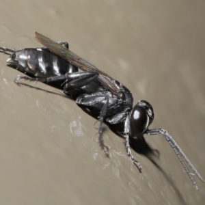 Crabroninae (subfamily) at Acton, ACT - 12 Mar 2020