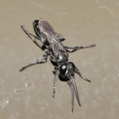 Crabroninae (subfamily) at Acton, ACT - 12 Mar 2020