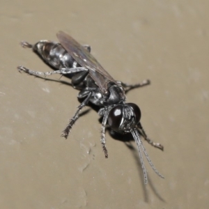 Crabroninae (subfamily) at Acton, ACT - 12 Mar 2020