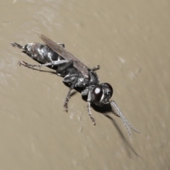 Crabroninae (subfamily) at Acton, ACT - 12 Mar 2020