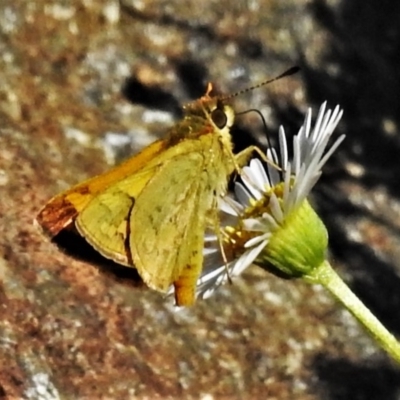 Ocybadistes walkeri (Green Grass-dart) at Wanniassa, ACT - 14 Mar 2020 by JohnBundock