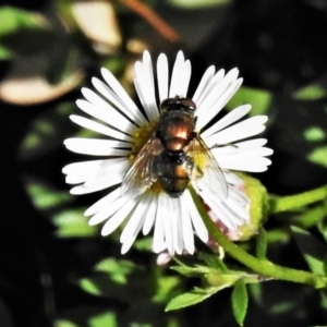 Lucilia cuprina at Wanniassa, ACT - 14 Mar 2020