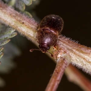 Nitidulidae sp. (family) at Bruce, ACT - 23 Nov 2013