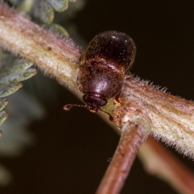 Nitidulidae sp. (family) (Sap beetle) at Bruce, ACT - 23 Nov 2013 by Bron