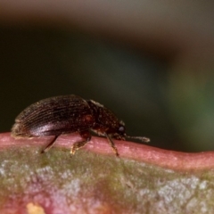 Nitidulidae sp. (family) at Bruce, ACT - 23 Nov 2013