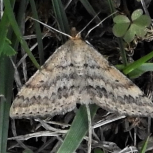 Scopula rubraria at Cotter River, ACT - 13 Mar 2020 04:39 PM