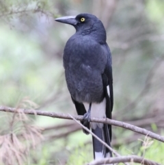 Strepera graculina (Pied Currawong) at Fyshwick, ACT - 13 Mar 2020 by jb2602