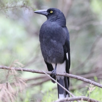 Strepera graculina (Pied Currawong) at Fyshwick, ACT - 13 Mar 2020 by jbromilow50