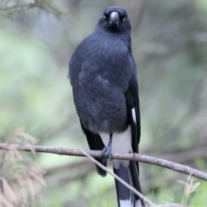 Strepera graculina at Fyshwick, ACT - 13 Mar 2020