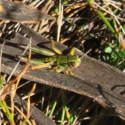Kosciuscola cognatus (A grasshopper) at Cotter River, ACT - 12 Mar 2020 by Christine