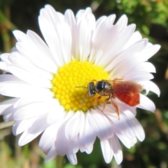 Exoneura sp. (genus) (A reed bee) at Cotter River, ACT - 12 Mar 2020 by Christine