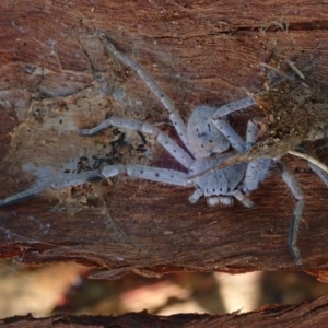 Isopeda sp. (genus) at Acton, ACT - 13 Mar 2020