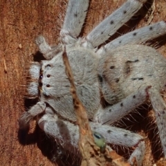 Isopeda sp. (genus) at Acton, ACT - 13 Mar 2020