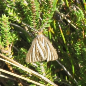 Amelora oritropha at Cotter River, ACT - 13 Mar 2020