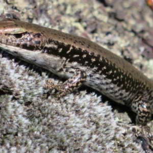 Eulamprus tympanum at Cotter River, ACT - 13 Mar 2020