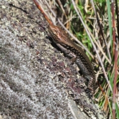 Eulamprus tympanum at Cotter River, ACT - 13 Mar 2020 11:01 AM