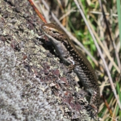 Eulamprus tympanum at Cotter River, ACT - 13 Mar 2020 11:01 AM