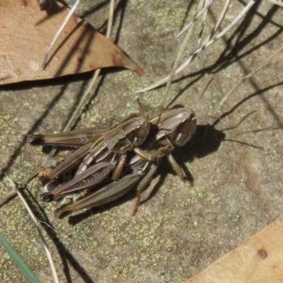 Kosciuscola cuneatus (A grasshopper) at Cotter River, ACT - 13 Mar 2020 by Christine