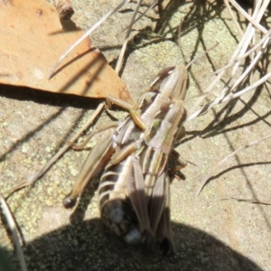 Kosciuscola cuneatus at Cotter River, ACT - 13 Mar 2020 12:08 PM