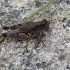 Phaulacridium vittatum (Wingless Grasshopper) at Cotter River, ACT - 13 Mar 2020 by Christine