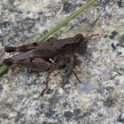 Phaulacridium vittatum (Wingless Grasshopper) at Cotter River, ACT - 13 Mar 2020 by Christine