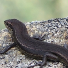 Pseudemoia entrecasteauxii (Woodland Tussock-skink) at Cotter River, ACT - 13 Mar 2020 by Christine