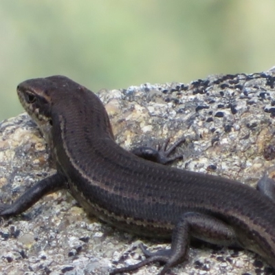 Pseudemoia entrecasteauxii (Woodland Tussock-skink) at Cotter River, ACT - 13 Mar 2020 by Christine