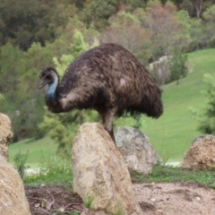 Dromaius novaehollandiae at Paddys River, ACT - 12 Mar 2020