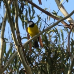 Pachycephala pectoralis (Golden Whistler) at Paddys River, ACT - 12 Mar 2020 by RodDeb