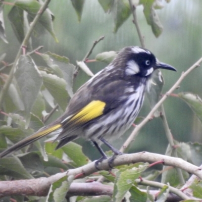 Phylidonyris novaehollandiae (New Holland Honeyeater) at Bowral - 14 Mar 2020 by GlossyGal