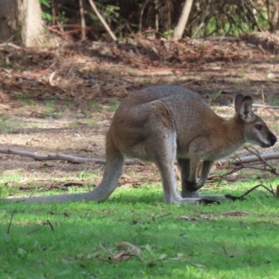 Notamacropus rufogriseus (Red-necked Wallaby) at Paddys River, ACT - 12 Mar 2020 by RodDeb