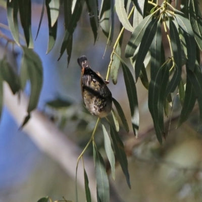 Pardalotus punctatus (Spotted Pardalote) at Paddys River, ACT - 12 Mar 2020 by RodDeb