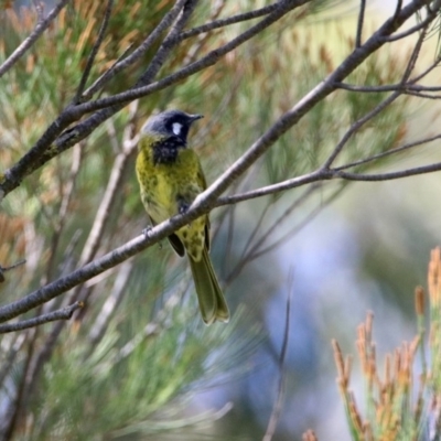 Nesoptilotis leucotis (White-eared Honeyeater) at Paddys River, ACT - 12 Mar 2020 by RodDeb