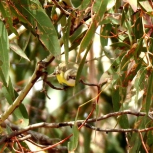 Gerygone olivacea at Paddys River, ACT - 12 Mar 2020 04:29 PM