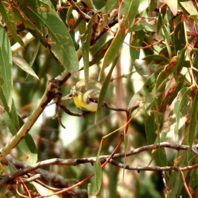 Gerygone olivacea (White-throated Gerygone) at Paddys River, ACT - 12 Mar 2020 by RodDeb