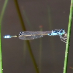 Ischnura heterosticta at Tharwa, ACT - 12 Mar 2020