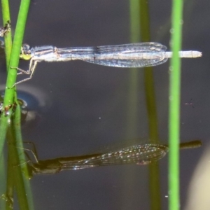 Ischnura heterosticta at Tharwa, ACT - 12 Mar 2020