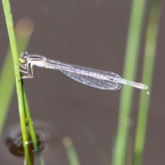 Ischnura heterosticta at Tharwa, ACT - 12 Mar 2020 12:53 PM