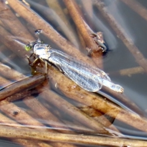 Ischnura heterosticta at Tharwa, ACT - 12 Mar 2020 12:53 PM