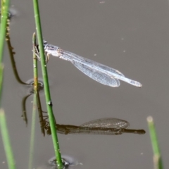 Ischnura heterosticta at Tharwa, ACT - 12 Mar 2020 12:53 PM