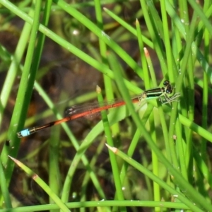 Ischnura aurora at Tharwa, ACT - 12 Mar 2020