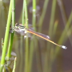 Ischnura aurora at Tharwa, ACT - 12 Mar 2020 12:48 PM