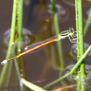 Ischnura aurora at Tharwa, ACT - 12 Mar 2020