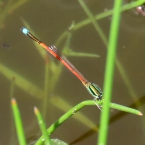 Ischnura aurora at Tharwa, ACT - 12 Mar 2020