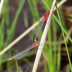 Xanthagrion erythroneurum (Red & Blue Damsel) at Tharwa, ACT - 12 Mar 2020 by RodDeb