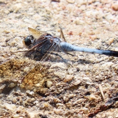 Orthetrum caledonicum (Blue Skimmer) at Tharwa, ACT - 12 Mar 2020 by RodDeb