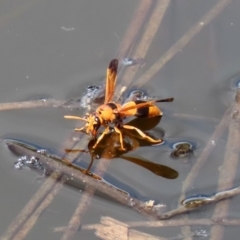 Anterhynchium nigrocinctum (Potter Wasp) at Tharwa, ACT - 12 Mar 2020 by RodDeb