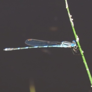 Austrolestes leda at Tharwa, ACT - 12 Mar 2020