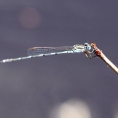 Austrolestes leda at Tharwa, ACT - 12 Mar 2020