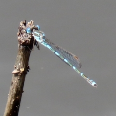 Austrolestes leda at Tharwa, ACT - 12 Mar 2020